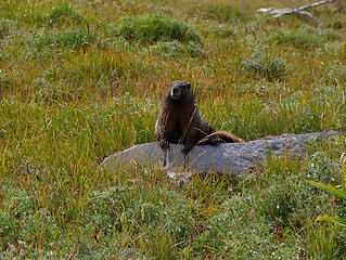 Summerland Marmot. 
Summerland-Panhandle Gap