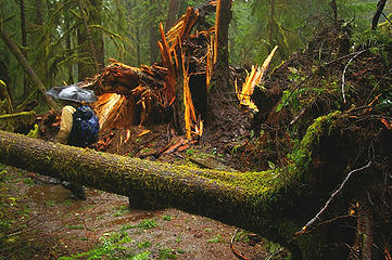 Quinault huge snapped snag_see hiker for scale