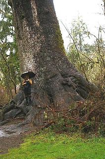 Quinault_World's Largest Sitka Spruce