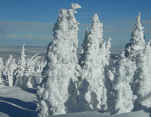 Snowghosts at Mission ridge ski area, Wenatchee, Washington.
