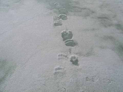 Early Bear tracks