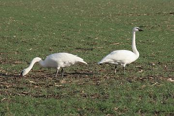 Trumpeter Swans