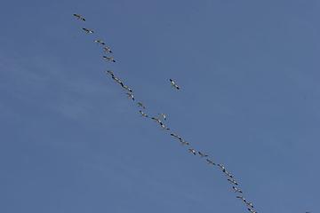 Snow geese flying over