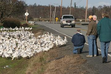 Snow Geese attracting a crowd