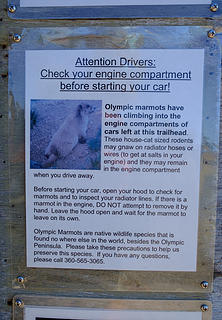 Marmot Warning