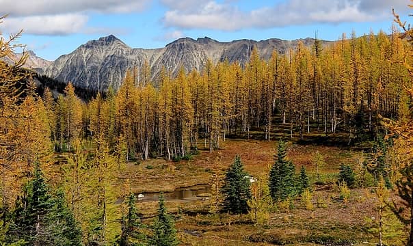 A wall of larches in front of Rolo Peak and Wildcat Ridge
