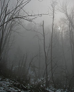 A weak sun through the fog, black trees_edited-1