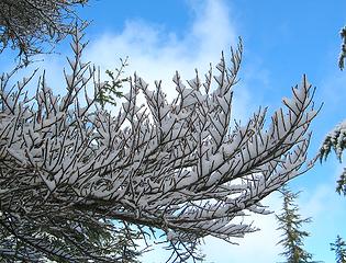 Snowy Twigs