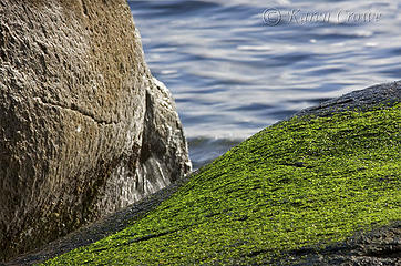 moss rock water