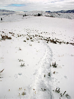 Tracks across the broad flat ridge.