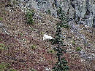 Goat taking a rest on way back.