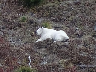 Mountain Goat above Eunice Lake and below the lookout.