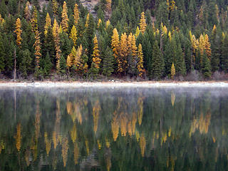 A fall morning reflection of western larch (Larix occidentalis) in Boneparte Lake in Northern Washington