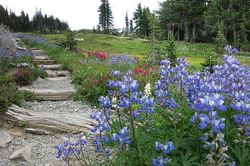 Spray Park lupines along the trail. Mt Rainier National Park. WA