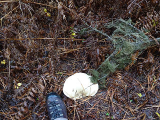 A large mushroom on Iron Bear Trail.