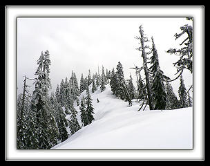 Fog Frost Snow Treest, 2.14.08.