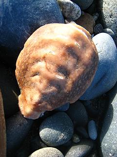 Giant Pacific Chiton