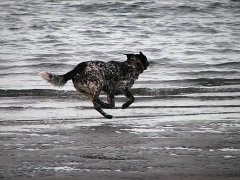 Ranger running on the beach.
