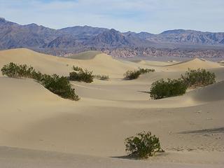 Mesquite dune scene