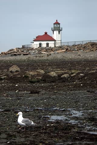 Gull and lighthouse. See how many photographic rules are encapsulated in this photo! (answer: damn too few to make it interesting)