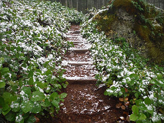 First snow dusting on the trail at 2300 feet