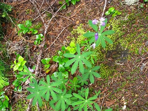 odd place for a lupine