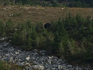 Black bear, just north of Dodger Point
