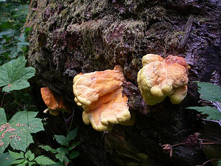 Colorful mushrooms on the lower part of the North Fork of the Sauk River trail (about 4 miles in).