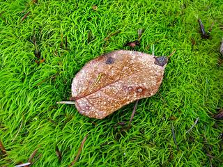 mossy leaf bed