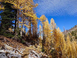 Larch along the trail.