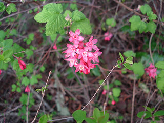 Red-flowering currant blossoms