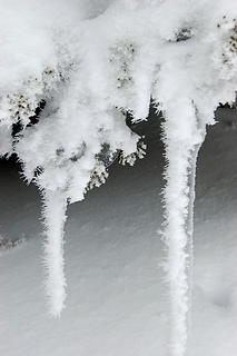 Hoar frost on icicles