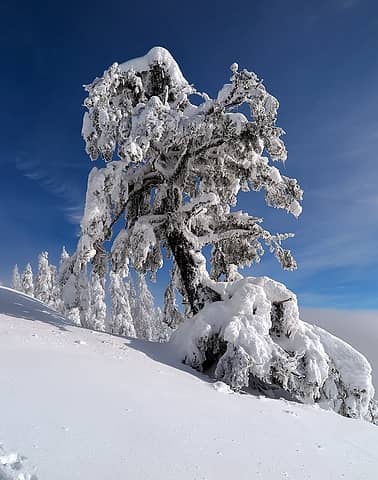 Favorite Snowy Tree below Domerie Divide on 1/1/18