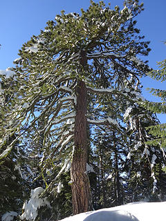 The pine on the north summit at 4204.'