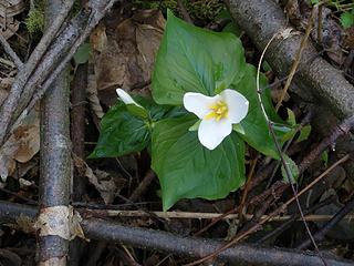 Some woodlands abound in trillium displays; many have no trace of this once wide ranging and frequented plant along forested trails, woodlands and undisturbed sites.