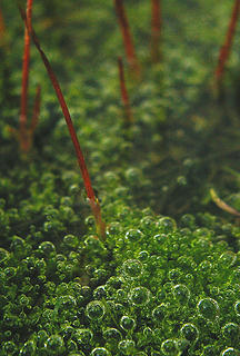 Bubbles, moss and stems1
