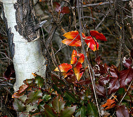 Birch and colorful holly