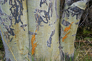 Porcupine old and new scars on three trees
