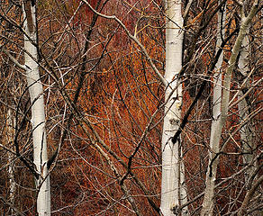 birch and willows in background
