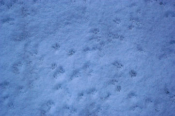 critterprints in the snow