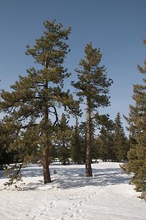 Spring snow and pines2