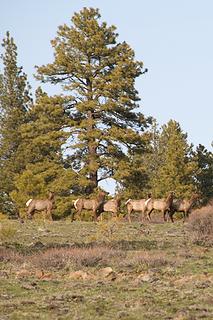 Watchful elk