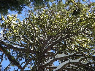 Canopy of pine on the north summit.
