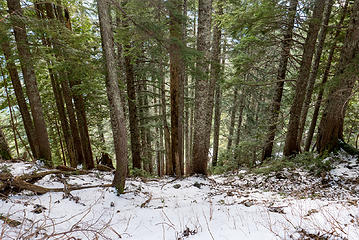 There is a beautiful old Mountain Hemlock forest up here, but just below it has been logged.