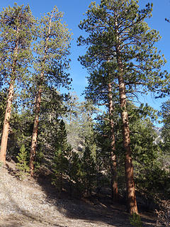 Big Ponderosa Pines