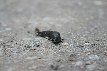 Slug slowly enjoying life