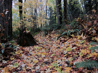 Leaf Coated Trail