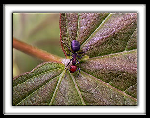 Ant Onda Leaf, 5.12.08.