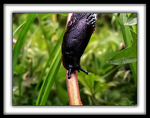 Slug On A Dandelion Stalk, 5.12.08.