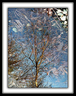 Tree In Puddle, 3.24.08.